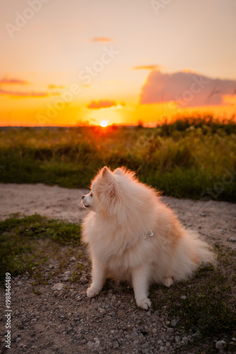 A cute and fluffy Pomeranian on a walk. A playful little dog. A beautiful sunset in a field during a trip outside the city, enjoying the fresh air.