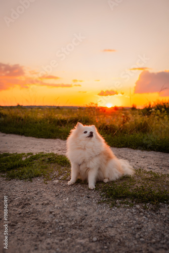 A cute and fluffy Pomeranian on a walk. A playful little dog. A beautiful sunset in a field during a trip outside the city, enjoying the fresh air.
