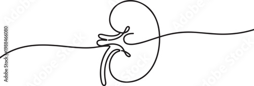 Human kidney continuous one line drawing minimalist outline vector illustration. one line Icon drawing