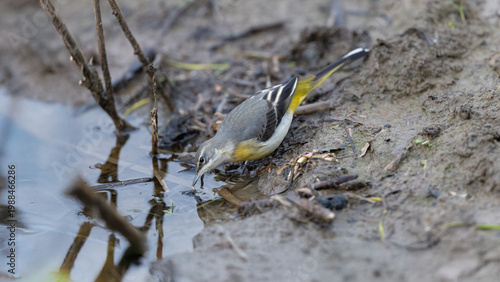 Grey Wagtail (Motacilla cinerea)