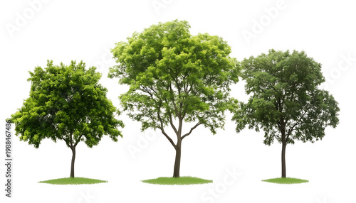 Three lush green trees with detailed foliage stand on small grassy mounds against a checkered background. transparent png background