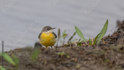 Grey Wagtail (Motacilla cinerea)