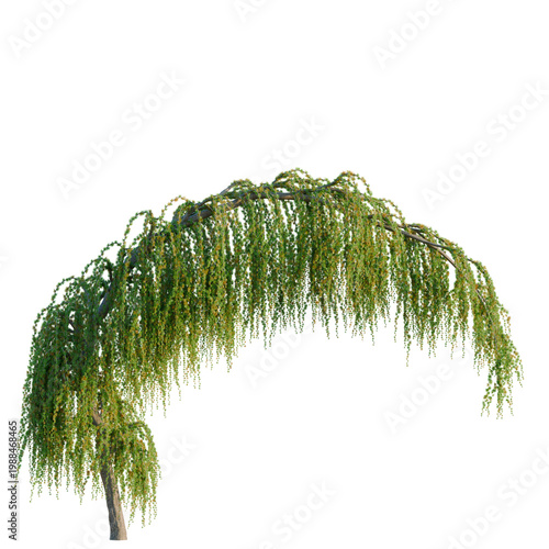 Fotografija Larix kaempferi pendula tree, elevation, front view, cutout, transparent backgro