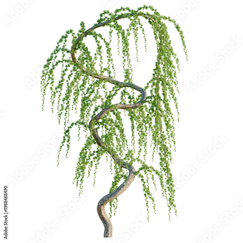 Fotografija Larix kaempferi pendula tree, elevation, front view, cutout, transparent background, isolate, Delicate weeping willow tree branch with vibrant green leaves, nature close-up