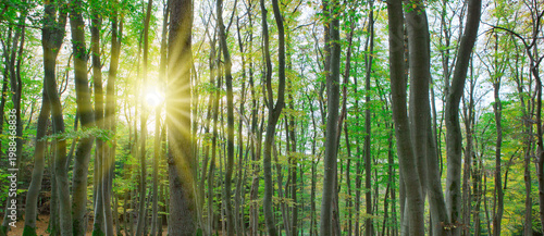 Summer forest with bright sun shining through the trees.
