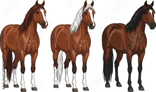 Three Different Brown Horse Character Illustrations in Various Coat Colors for Animal and Equestrian Designs