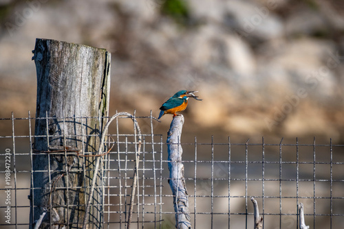 Foto Observation wonderful bird kingfisher at the lake constance