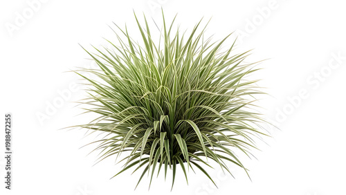 Variegated ornamental grass plant isolated on white background for landscape design