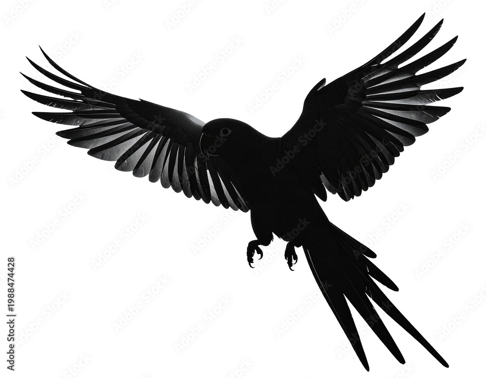 Obraz premium Silhouette of a thriving black bird in flight with outstretched wings