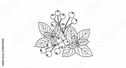 Hand-drawn cluster of ripe berries and fresh mint leaves