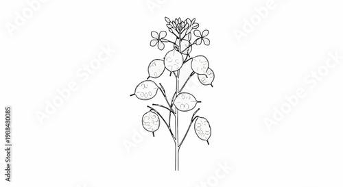 Detailed illustration of a flowering plant with seed pods