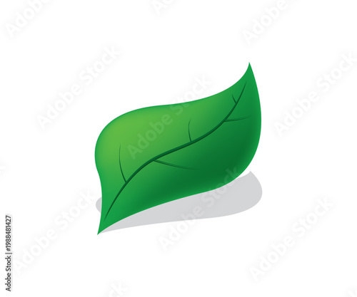 Leaf Illustration