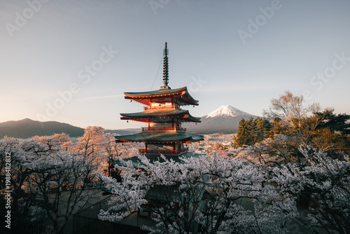 View of the vibrant vermillion Chureito Pagoda stands amidst a sea of delicate cherry blossoms, with the majestic Mount Fuji in the backdrop, Fujiyoshida, Yamanashi, Japan.