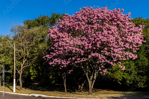 Canvas Print Pink Ipe with scientific name Handroanthus heptaphyllus in Brazil