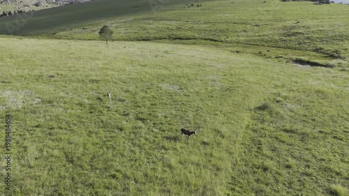 Drone flies south over pair of gazelles on late afternoon at Sibebe Rock near Mbabane, Eswatini