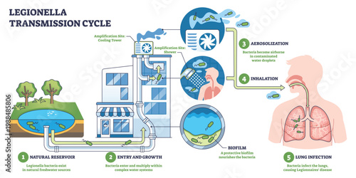 Legionella transmission cycle shows bacteria amplifying in building water, aerosolized from cooling towers and showers, then inhaled into lungs, key, bacteria, cooling tower, lungs. Outline diagram