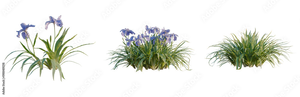 Iris tectorum tree, elevation, front view, cutout, transparent background, isolate, Delicate purple iris flower close-up on a dark background, perfect for floral design