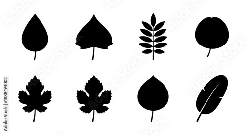 Black leaf silhouette icons set, collection of 8 botanical tree leaf shapes, minimalist foliage vector elements for nature design and logos