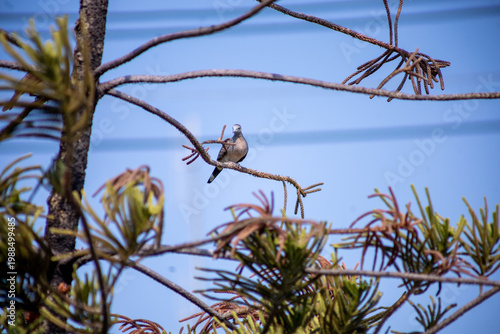 View of Zebra Dove, Barred Ground Dove on the Norfolk Island Pine branch, focus selective