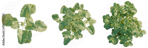 Canvastavla Melissa officinalis tree plan, top view, cutout, transparent background, isolate