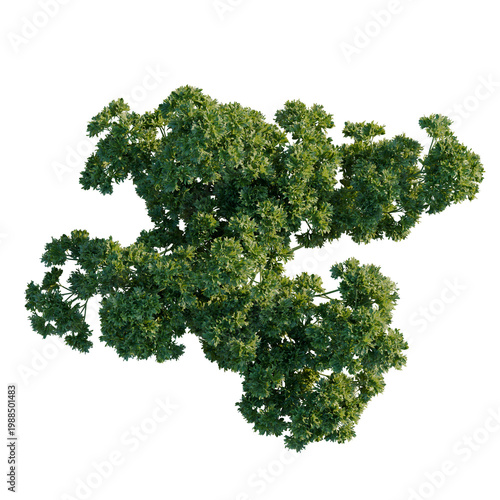 Tableau sur toile Petroselinum crispum tree plan, top view, cutout, transparent background, isolat