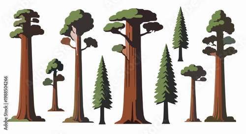 Redwood Tree Illustration Vector Set Sequoia Giant Forest Nature Icon Collection