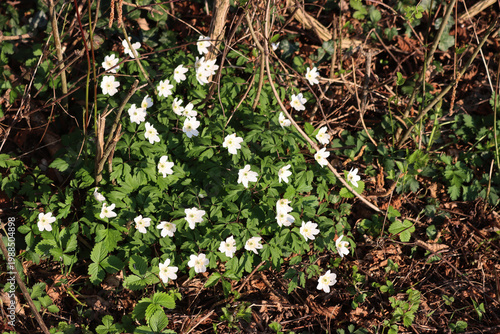 Bild auf Leinwand White wood anemone flowers during springtime