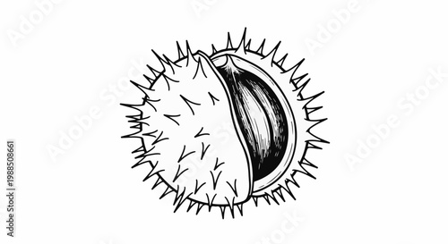 Spiky seed pod, cracked open, revealing rich texture