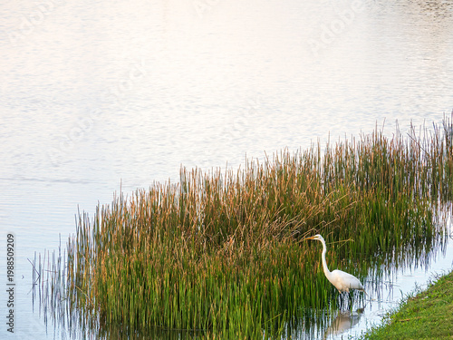 Great egret (binomial name: Ardea alba), a common heron in Florida, uses a characteristic stand-and-wait technique while hunting for prey at the edge of a suburban pond in southwest Florida