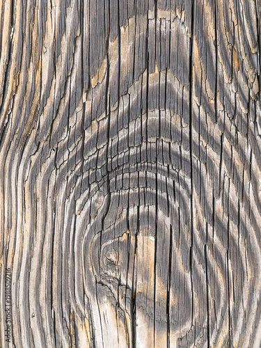 Pattern of growth rings, with cracks, along a weathered wooden plank of a footbridge in a nature preserve in southwest Florida. For background or element with motifs of surface, age, and condition.