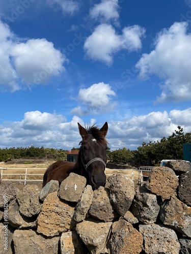 Free Horse on Udo Healing Ocean
제주 우도 자유로운 말과 힐링 바다