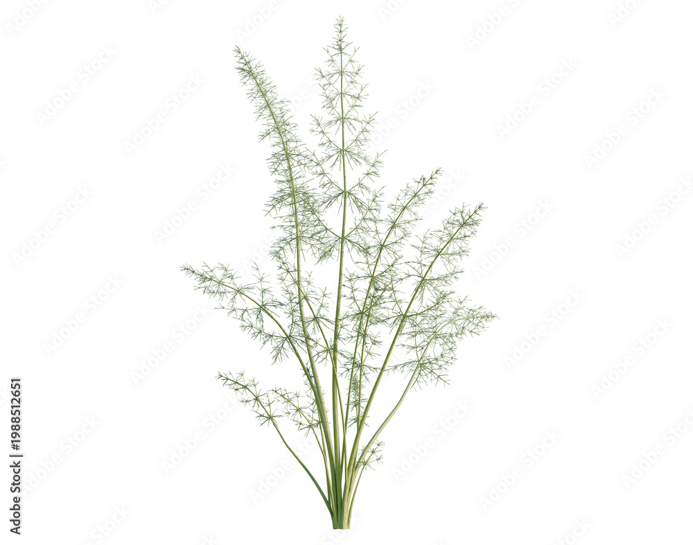 Obraz premium Foeniculum vulgare tree, elevation, front view, cutout, transparent background, isolate, Dill herb sprig, detailed close-up, vibrant green color, botanical, fresh, food ingredient