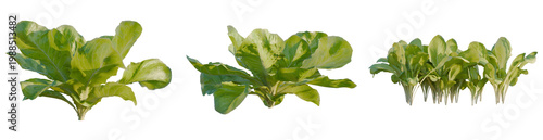 Photos Lactuca sativa tree, elevation, front view, cutout, transparent background, isol