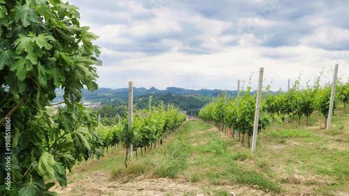 Landscapes of the Piedmontese Langhe and the vineyards in autumn, after the grape