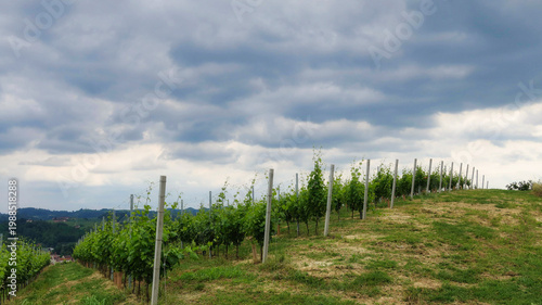 Landscapes of the Piedmontese Langhe and the vineyards in autumn, after the grape