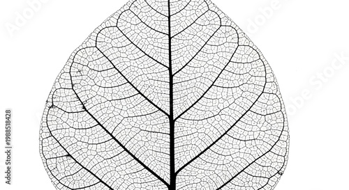 A detailed vector illustration of a leaf skeleton with intricate veins on a white background