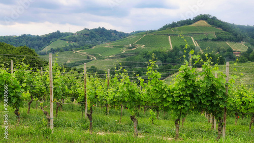 Landscapes of the Piedmontese Langhe and the vineyards in autumn, after the grape