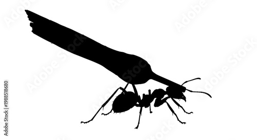 A black silhouette illustration of an ant carrying a large feather on a white background