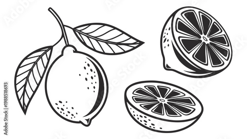 Fresh citrus fruit illustration with leaves and slices on a clean white background.