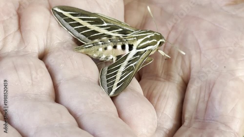 White-lined sphinx moth on male hands	
