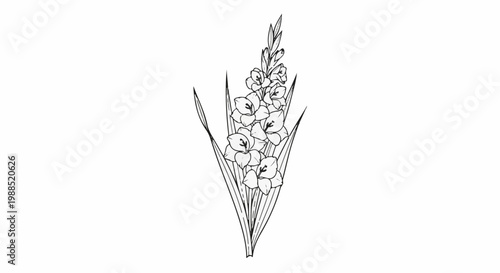 Black and white sketch of a gladiolus flower stalk with multiple blooms