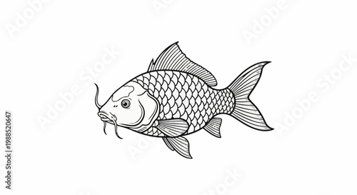 Black and white line drawing of a carp fish with scales and fins