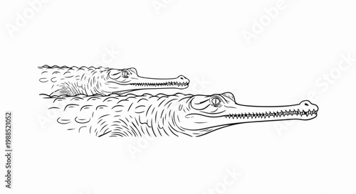 Two gharials swim side-by-side, their long snouts pointed forward