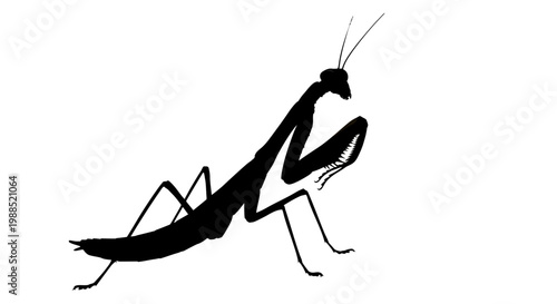 A minimalist black silhouette of a praying mantis on a white background