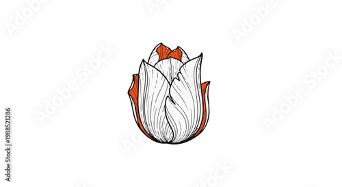 A stylized line drawing of a partially opened tulip bud with orange accents
