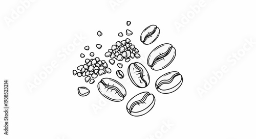 Hand-drawn illustration of coffee beans and small seeds on a white background