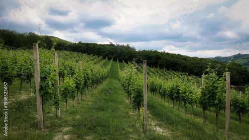 Landscapes of the Piedmontese Langhe and the vineyards in autumn, after the grape