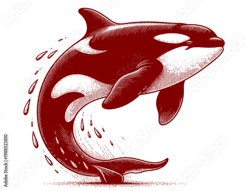 Orca Killer Whale Jumping Out of Water Illustration.