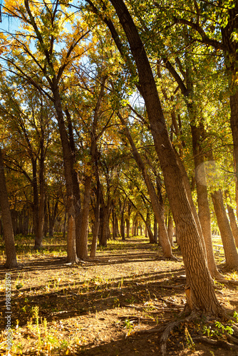 Vászonkép Golden Autumn Cottonwood Grove Path in Wyoming with Sunlit Trees and Forest Floo
