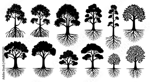 Tree and Roots Vector Set Mangrove Ecosystem EPS10 Botanical Illustration Collection